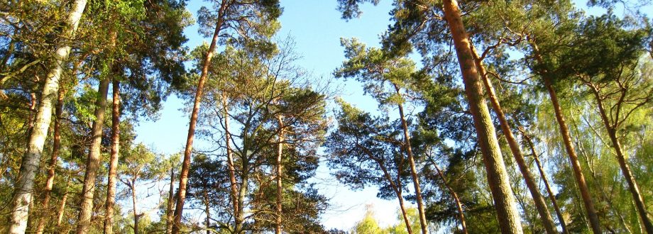 Forêt de pins des Landes