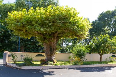 Le Vieux platane